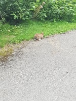 INaturalist project thumbnail