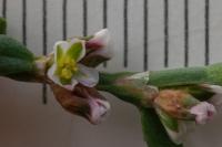 Cobandegnegi_young_growing project thumbnail