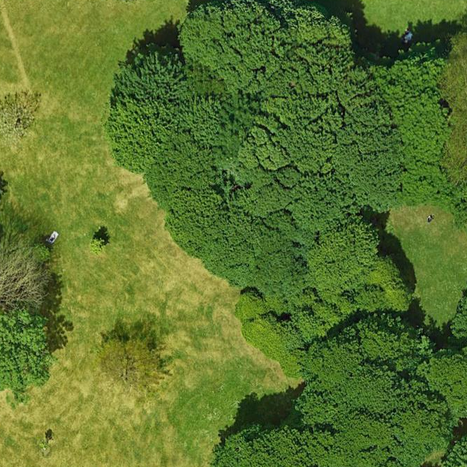 tree_Crumlin Instance Segmentation Model by myWorkspace