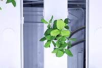 strawberry detection project thumbnail
