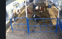 cow behavior project thumbnail