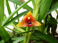 flowerdata2 project thumbnail