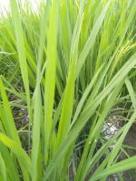 rice_disease_detection_new project thumbnail