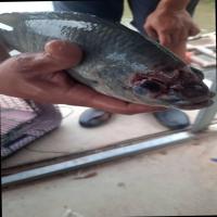 detect-health-length-nile project thumbnail