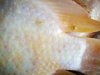sick nile tilapia project thumbnail