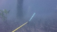 9866_acanthopagrus_and_caranx project thumbnail