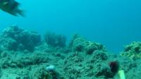 fishanno_2 project thumbnail