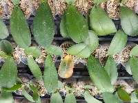 Diseases identify project thumbnail