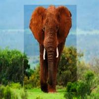Elephant-Animal project thumbnail