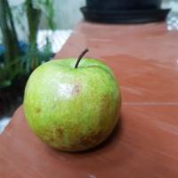unripe apple project thumbnail