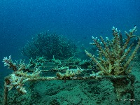 Coral Lifeform project thumbnail