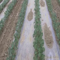 cotton project thumbnail