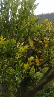 Mandarinas-Dataset-Vid project thumbnail