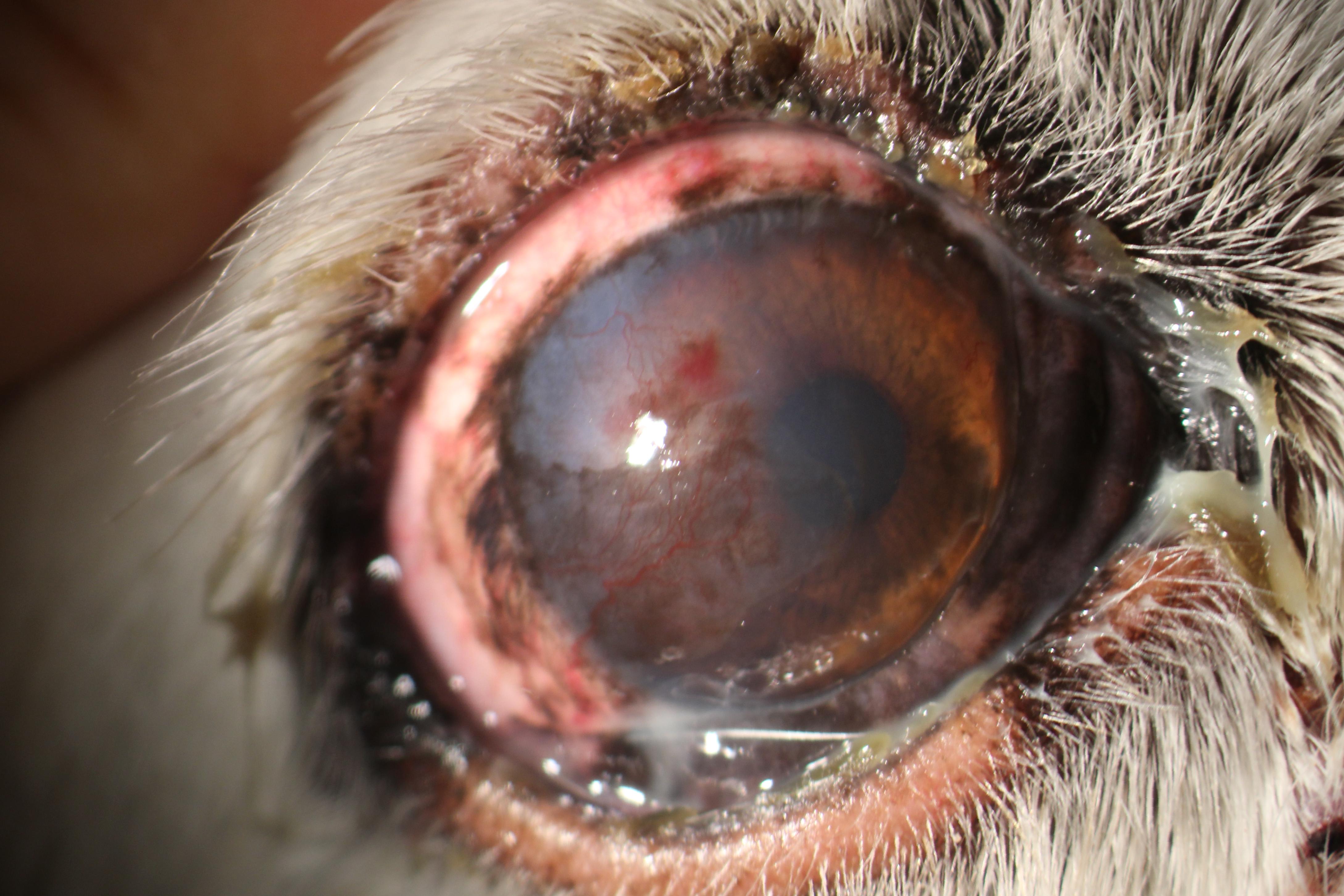 pigmented keratitis Object Detection Dataset by Dog eyes