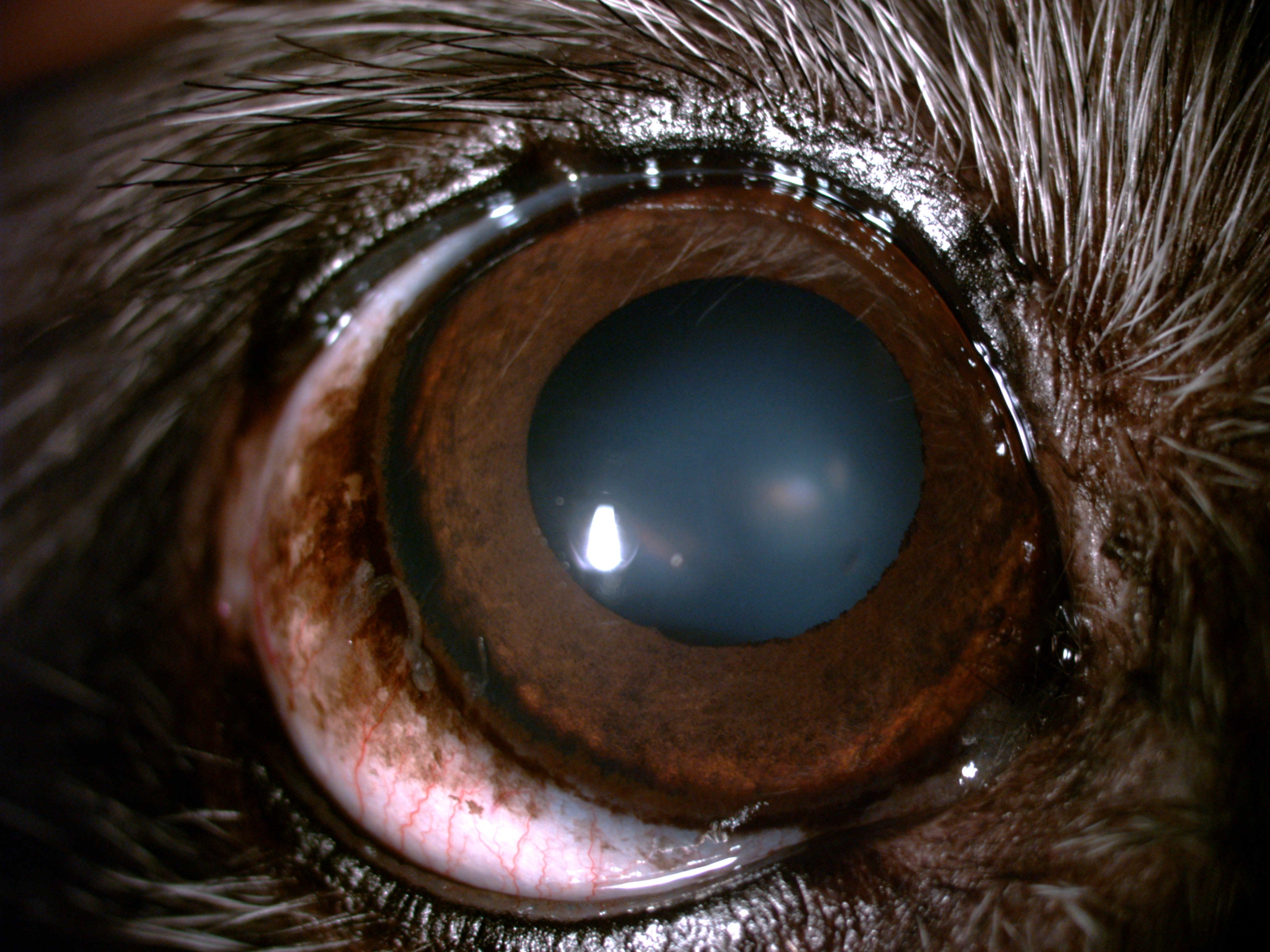 nuclear sclerosis Object Detection Dataset by Dog eyes