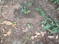 SOIL DETECTION project thumbnail