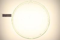 Daphnia Population project thumbnail