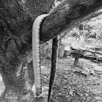 snake_classification project thumbnail