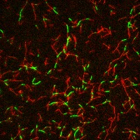 branch detection project thumbnail