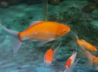 deeplearning_project_koi_only project thumbnail