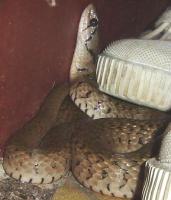 Checkered keelback project thumbnail