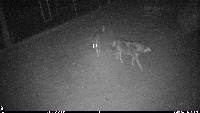 NEG_wolf_interaction project thumbnail