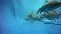 FourFish project thumbnail