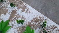 weeds project thumbnail