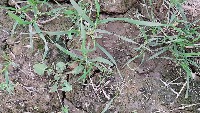 wheat seed project thumbnail