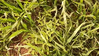 wheat project thumbnail