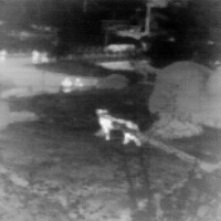 Cheetah project thumbnail