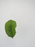 Nutrisi Kopi _Dataset project thumbnail