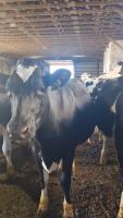 cows classification project thumbnail