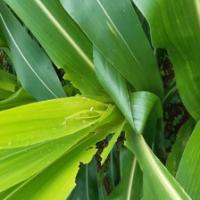 Find maize_blight project thumbnail