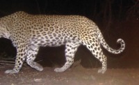 leopard-main project thumbnail