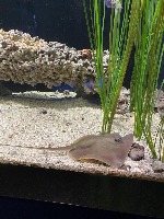 fish_detection_v1 project thumbnail
