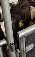 Cow Breeds project thumbnail