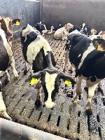 Cow Hair Colors project thumbnail