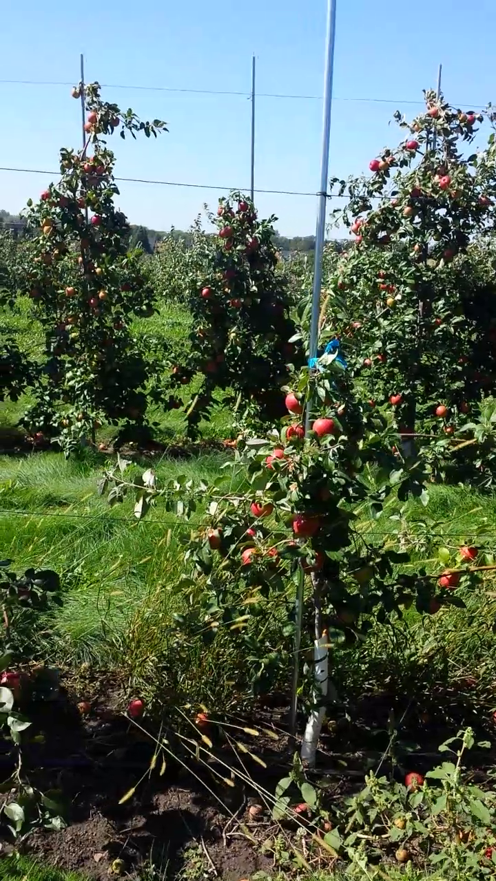 Apple detection on tree Object Detection Dataset and Pre-Trained Model ...