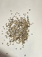 seeds 2 project thumbnail