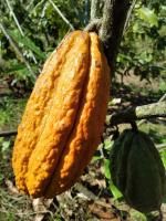 Cacao Detector project thumbnail