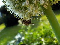 Bee project thumbnail
