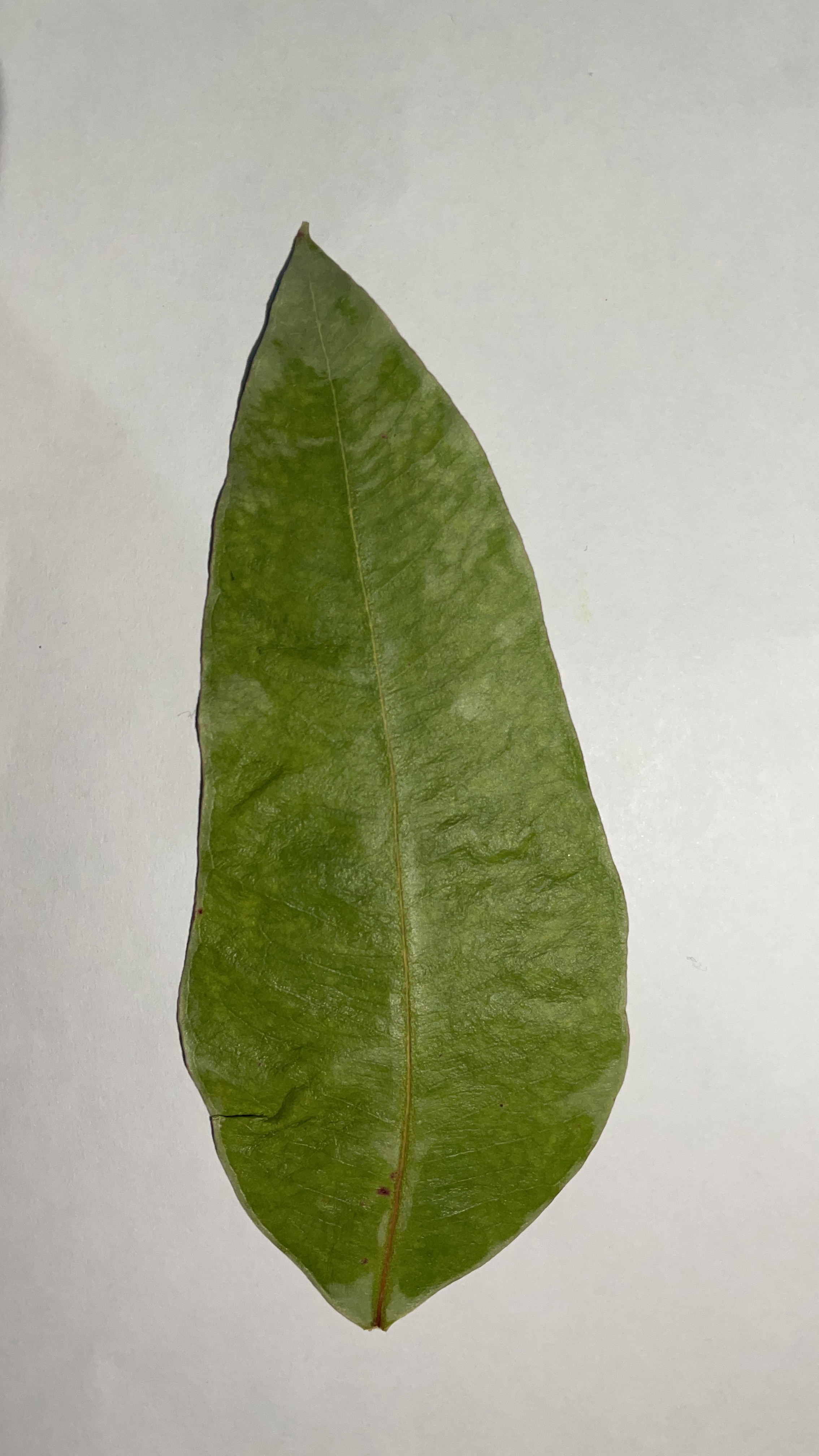 Eucalyptus Classification Classification Dataset By Klasifikasi Eucalyptus