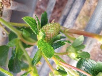 strawberry project thumbnail