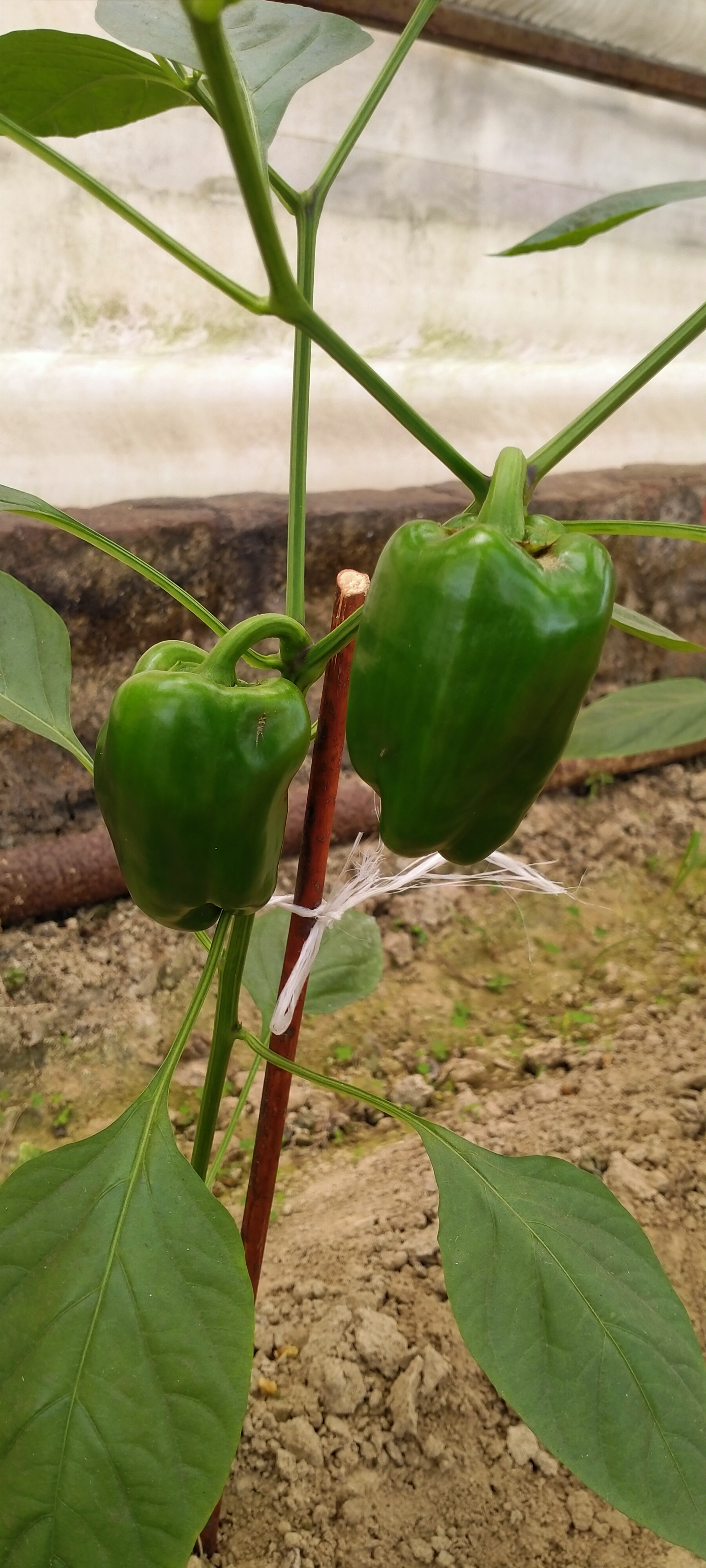 Capsicus capsicum maturity Instance Segmentation Model by capsicum