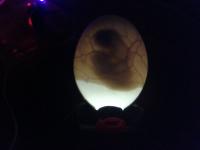 Air_Cell_Detection project thumbnail