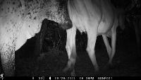 Camera Traps project thumbnail