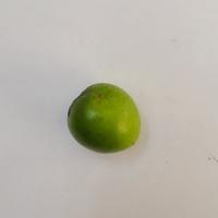 Plum Leaf and Fruit Dataset project thumbnail