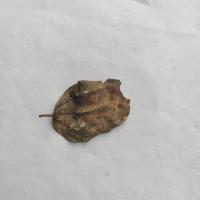 plum_leaf project thumbnail
