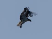 鳥 project thumbnail